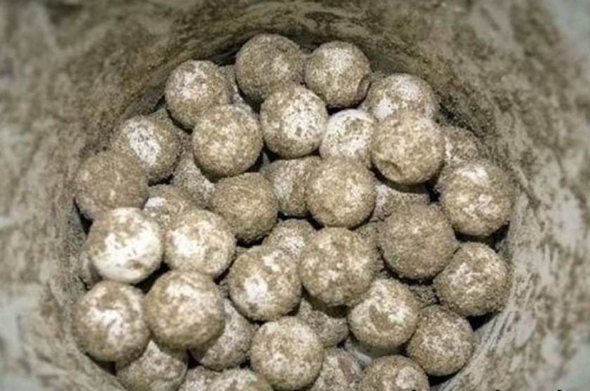 Яйца черепахи Яйца черепахи