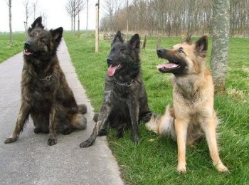 Хердер: дрессировка, уход и содержание питомца