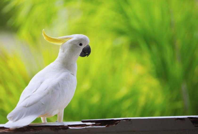 Общая характеристика