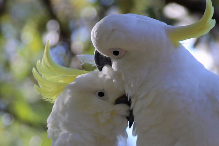 Общая характеристика