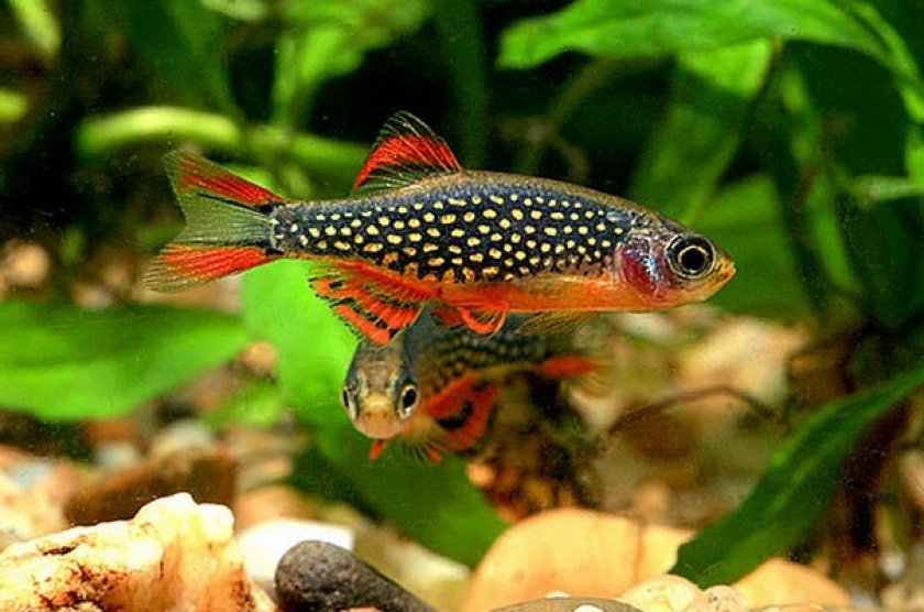 Микрорасбора «галактика»