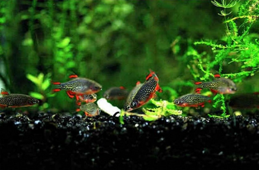 Микрорасбора «галактика»