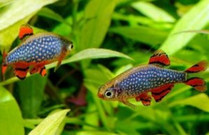 Микрорасбора