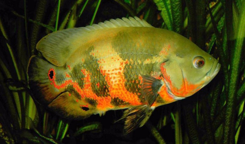 Астронотус Астронотус