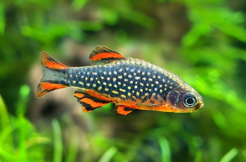 Микрорасбора «галактика»