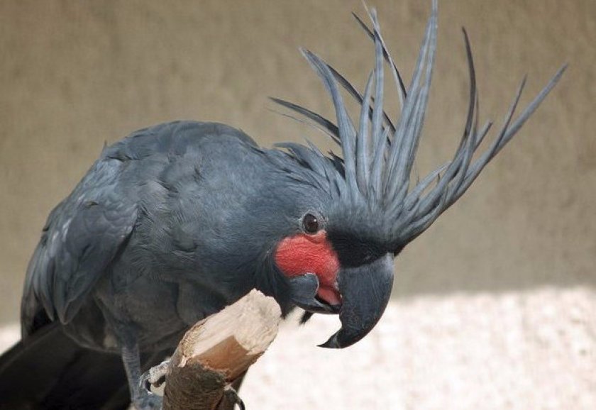 Черный какаду