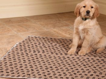 Новый вид туалета, или что такое пеленки для собак