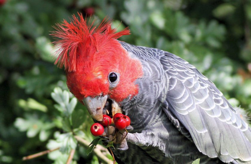 Шлемоносный какаду