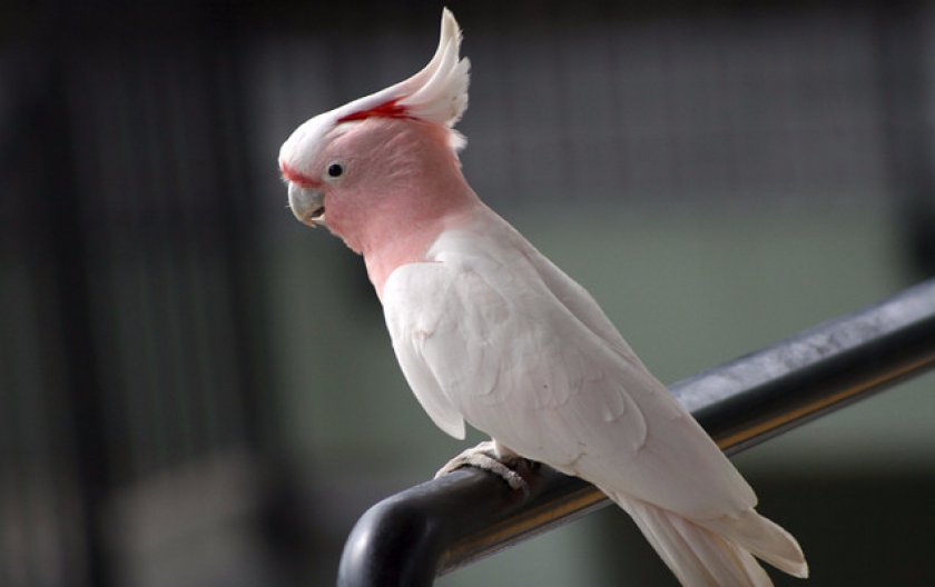 Розовый попугай какаду