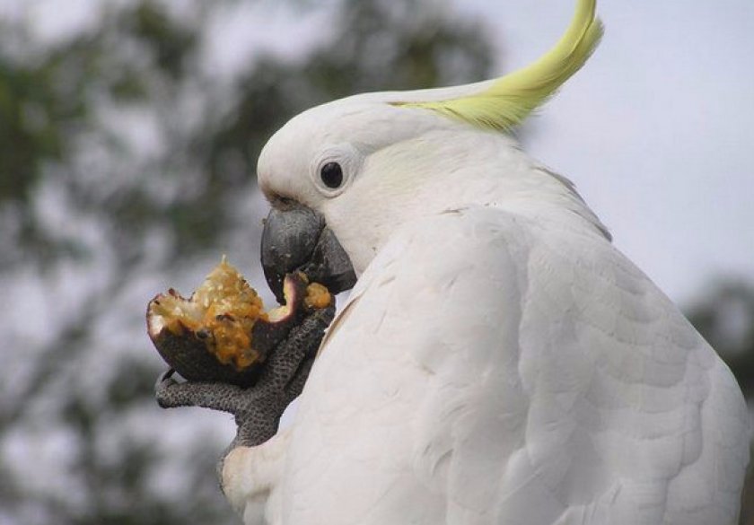 Советы по уходу и содержанию какаду