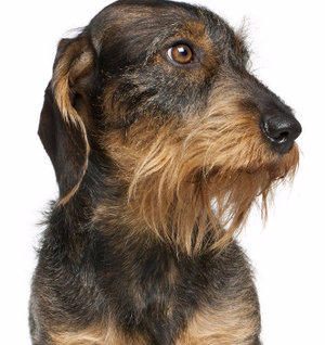 такса такса