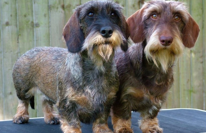 собаки собаки