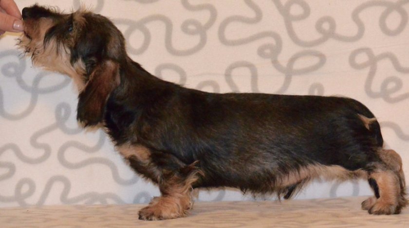 собака собака