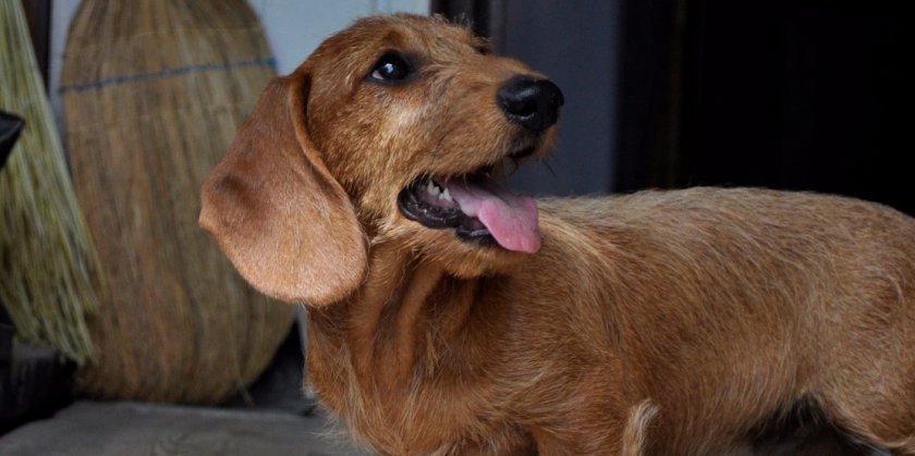 собака собака