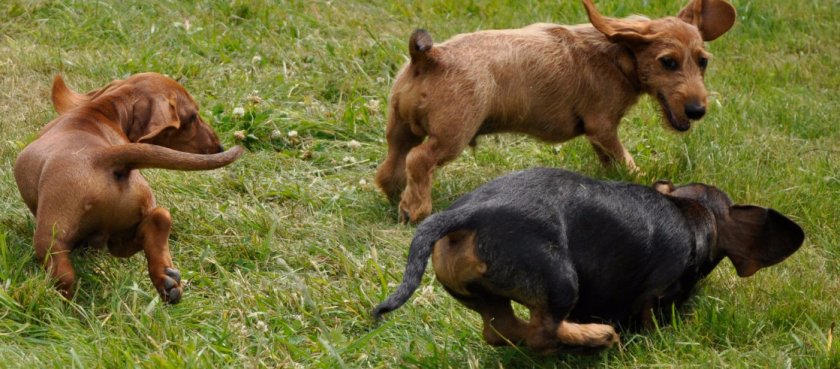 собака собака