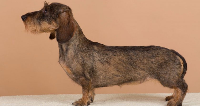 собака собака