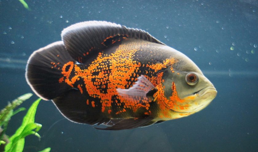 Астронотус Астронотус