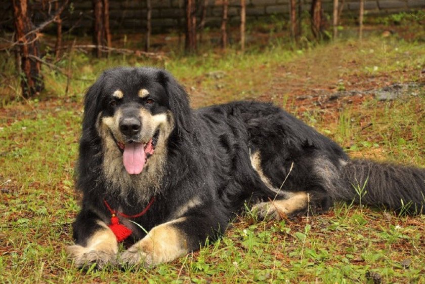 Бурят-монгольский волкодав