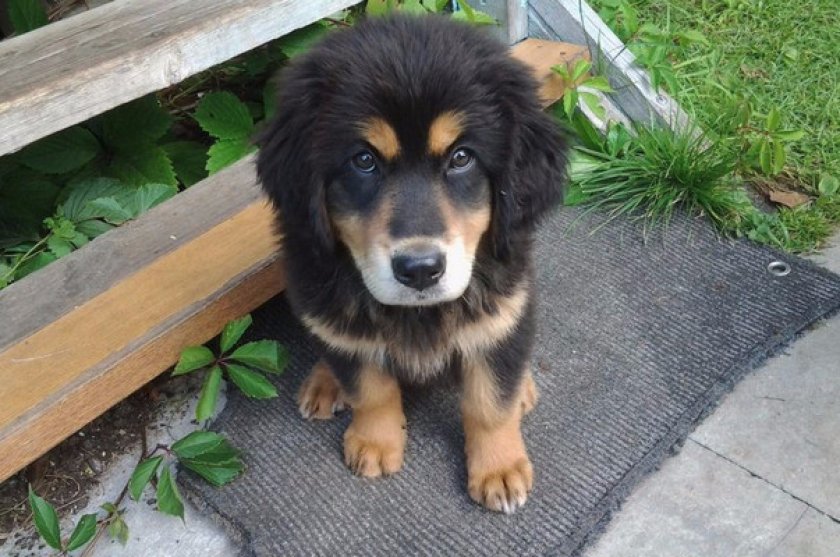 Бурят-монгольский волкодав