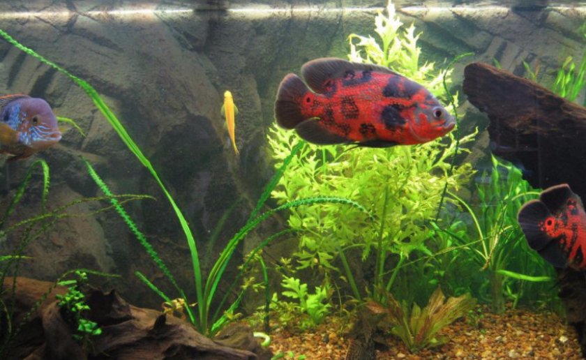 Аквариум для астронотусов Аквариум для астронотусов