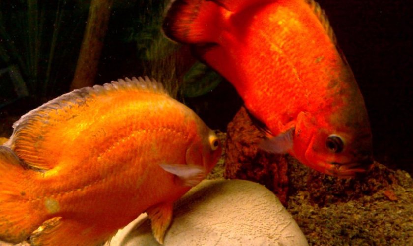 Рыбки астронотусы Рыбки астронотусы