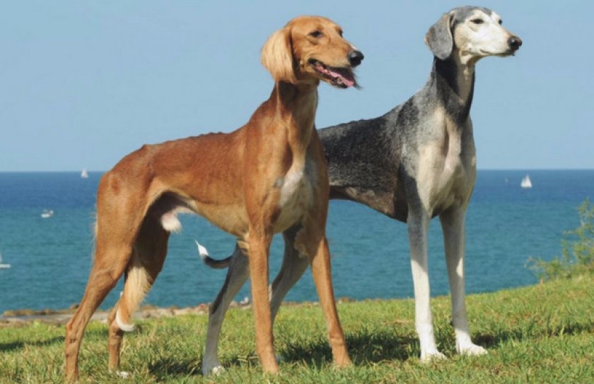 Казахская борзая тазы (среднеазиатская борзая)