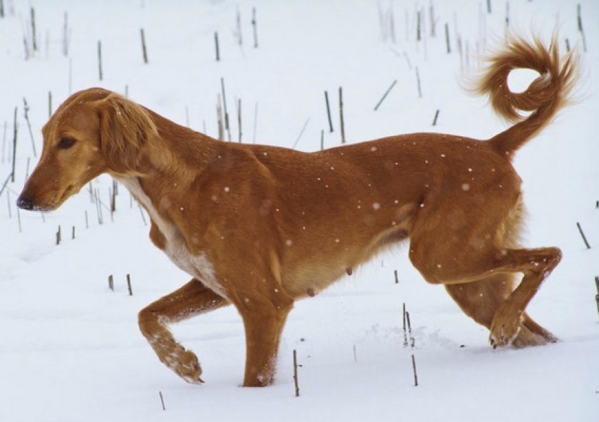 Казахская борзая тазы (среднеазиатская борзая)