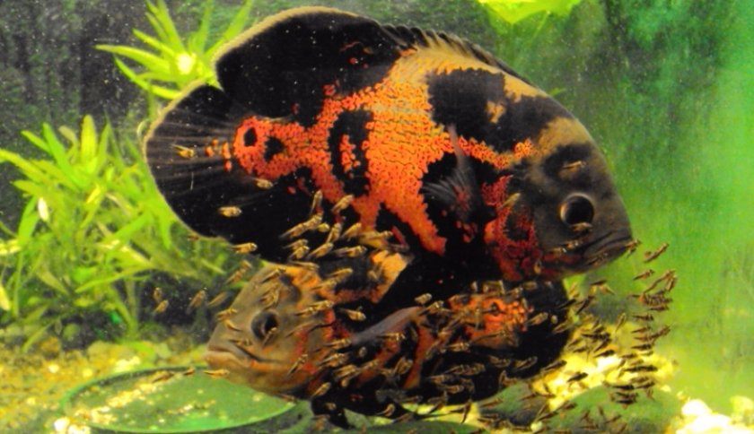 Астронотусы с мальками Астронотусы с мальками