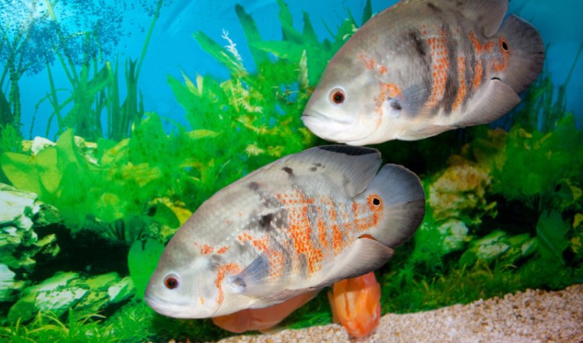 Астронотусы в аквариуме Астронотусы в аквариуме