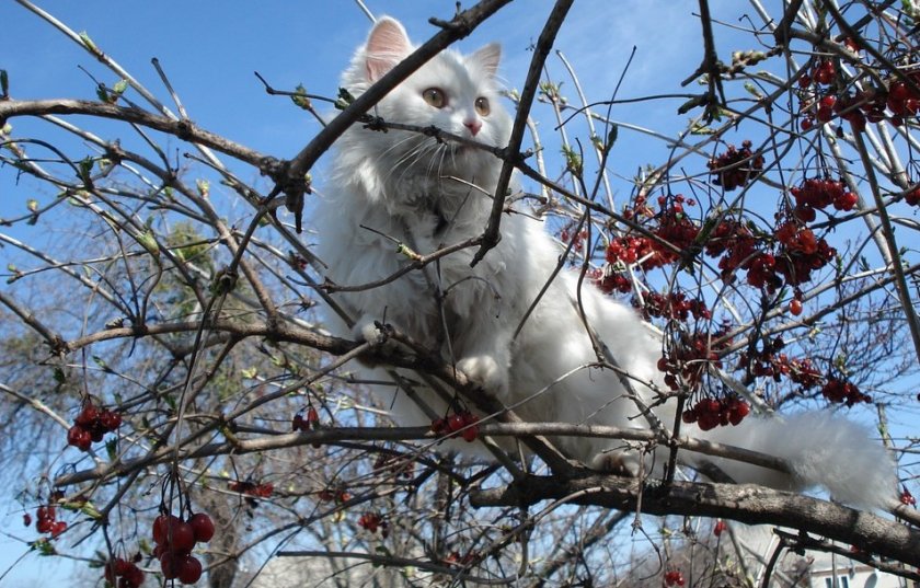 Кошка на дереве