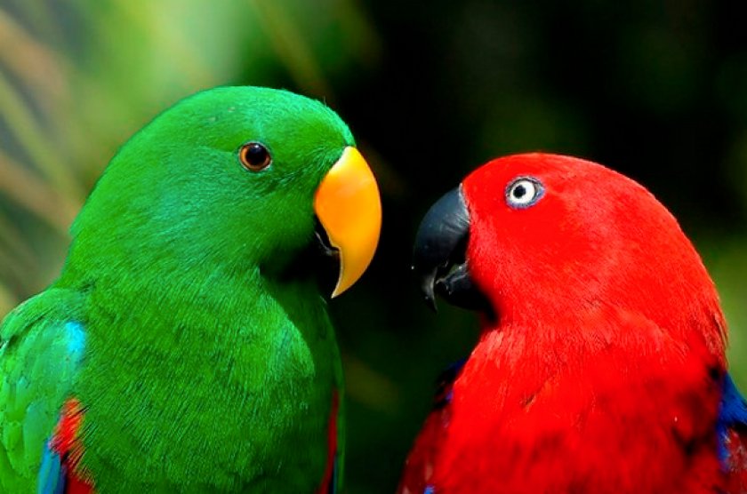 Благородные попугаи