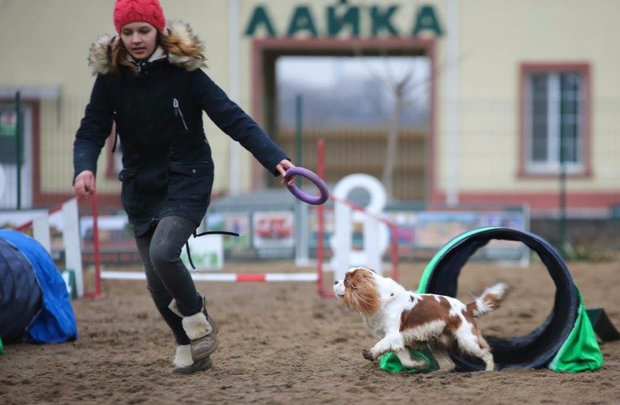 Аджилити Аджилити