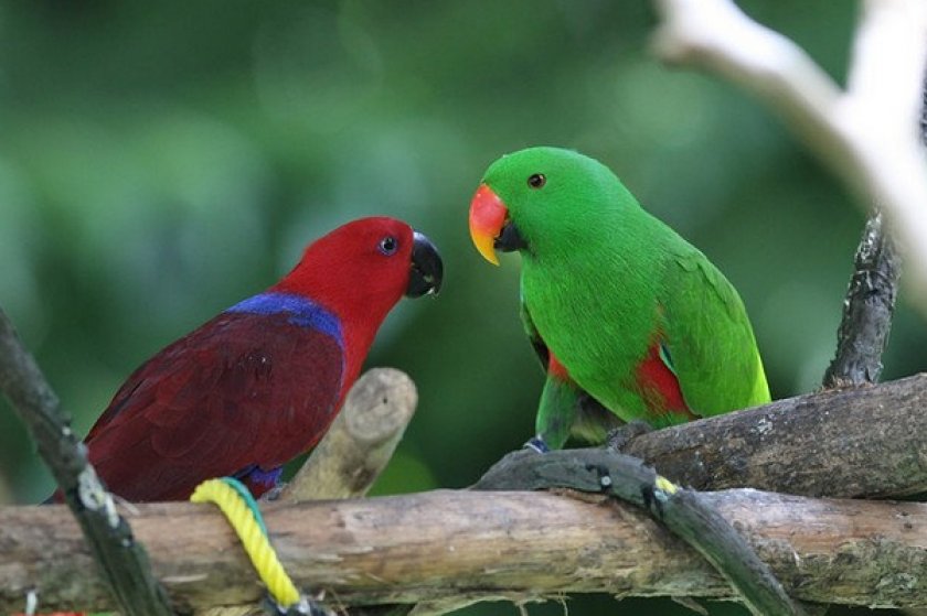 Благородные попугаи