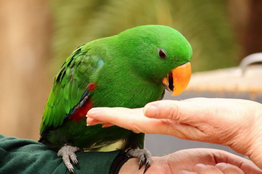 Питание попугаев