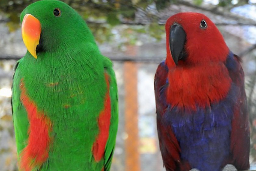 Solomonensis Solomonensis