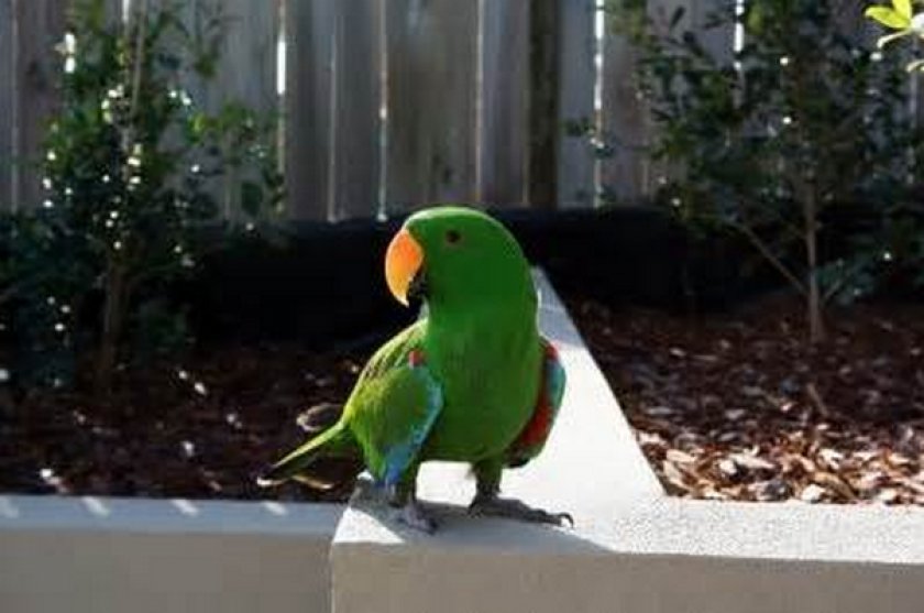 Мacgillivrayi Мacgillivrayi