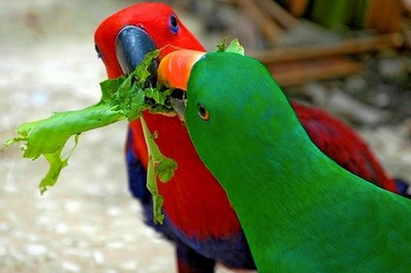 Попугаи кушают