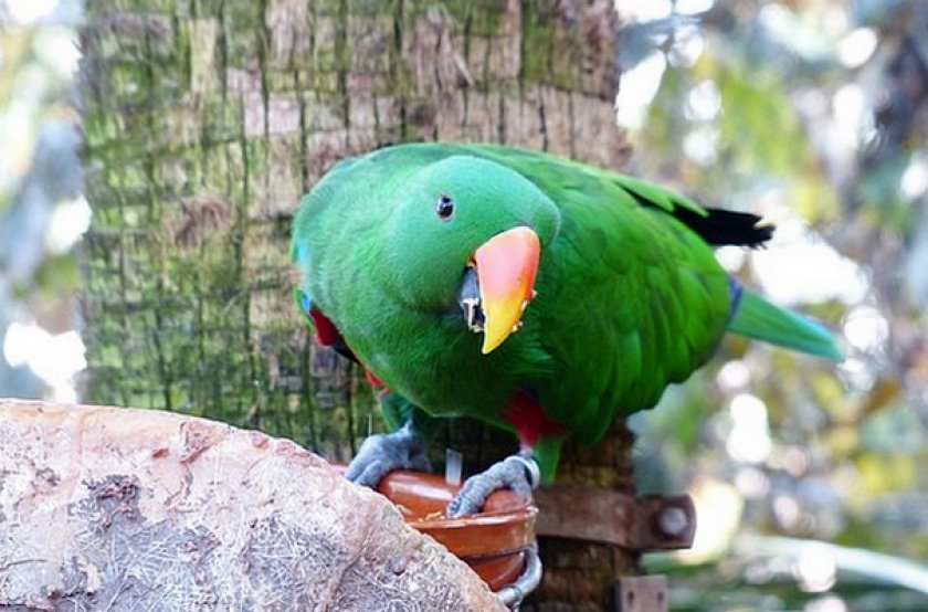 Попугай кушает
