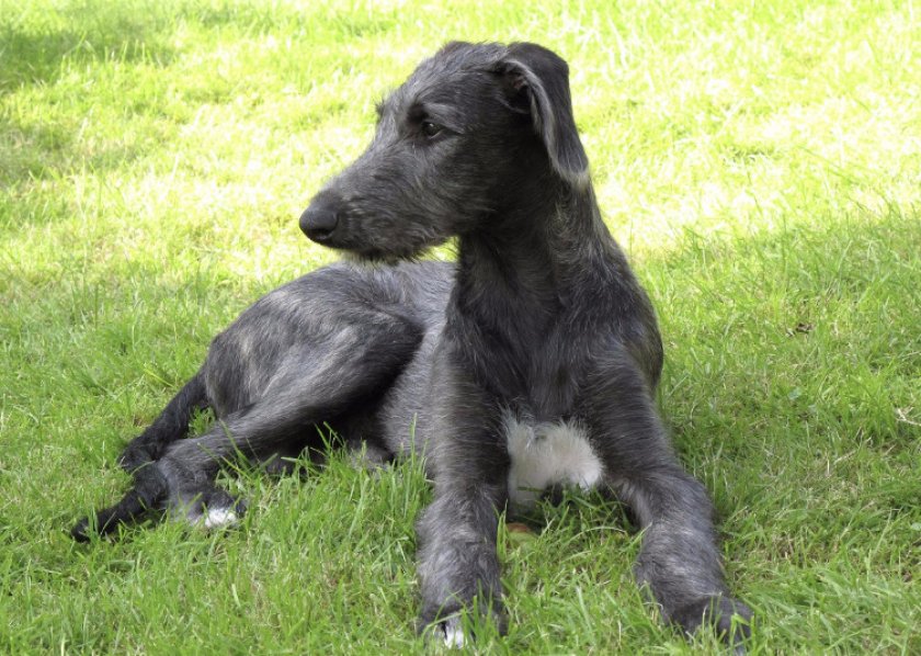 Шотландская оленья борзая