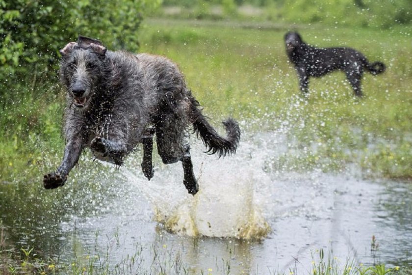 Дрессировка