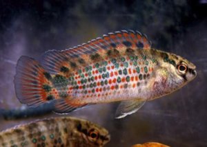 Бадис-бадис