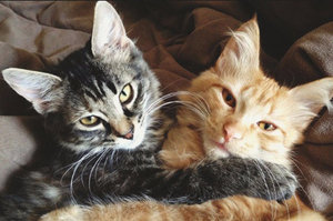 Два кота в доме: как подружить соседей