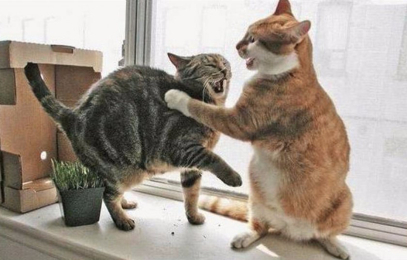 Агрессия Агрессия