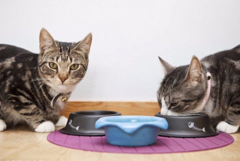 Как подружить соседей Как подружить соседей