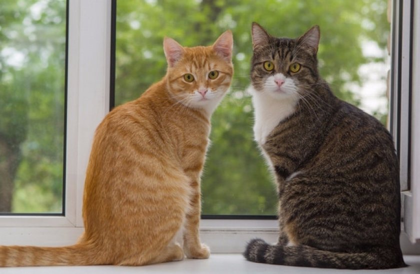 При разных покупках При разных покупках