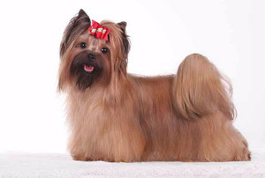 Здоровье, повадки и темперамент русской «русалки» Здоровье, повадки и темперамент русской «русалки»