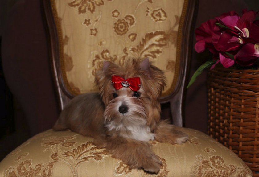 Питание Питание