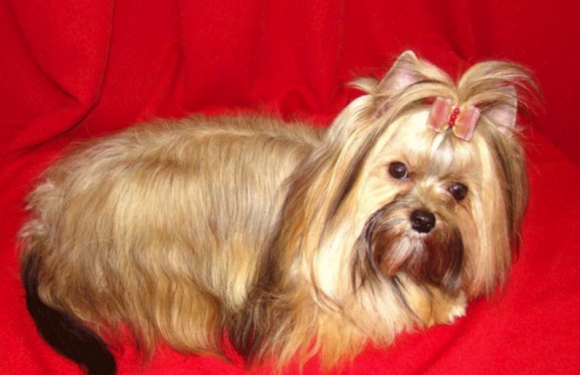 Уход и содержание Уход и содержание