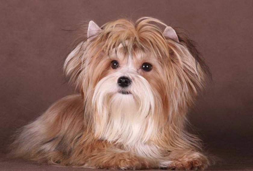 Здоровье и характерные заболевания Здоровье и характерные заболевания