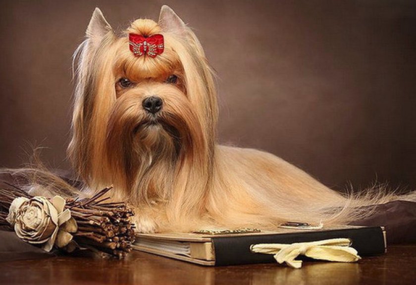 Дрессировка и воспитание Дрессировка и воспитание